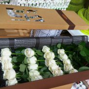 خرید آنلاین و اینترنتی باکس گل رز سفید خوابیده ارزان با جعبه مستطیل در تهران از فروشگاه و گلفروشی انلاین شادیچی