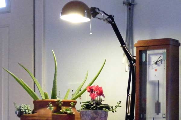 تاثیر گذاری نور مصنوعی بر رشد گیاهان و گل های آپارتمانی