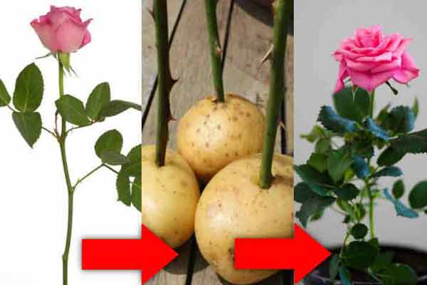 طرز کاشت و تکثیر گل رز چیده شده با استفاده از سیب زمینی در گلدان