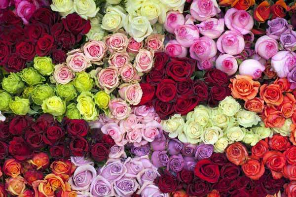 معانی و مفاهیم رنگ های گل رز برای هدیه دادن
