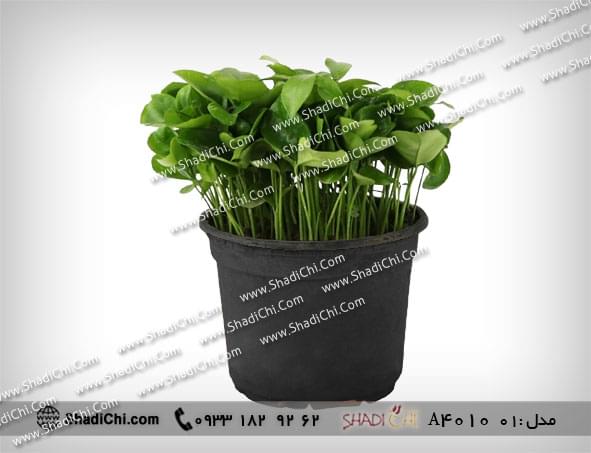 خرید گلدان سبزه نارنج
